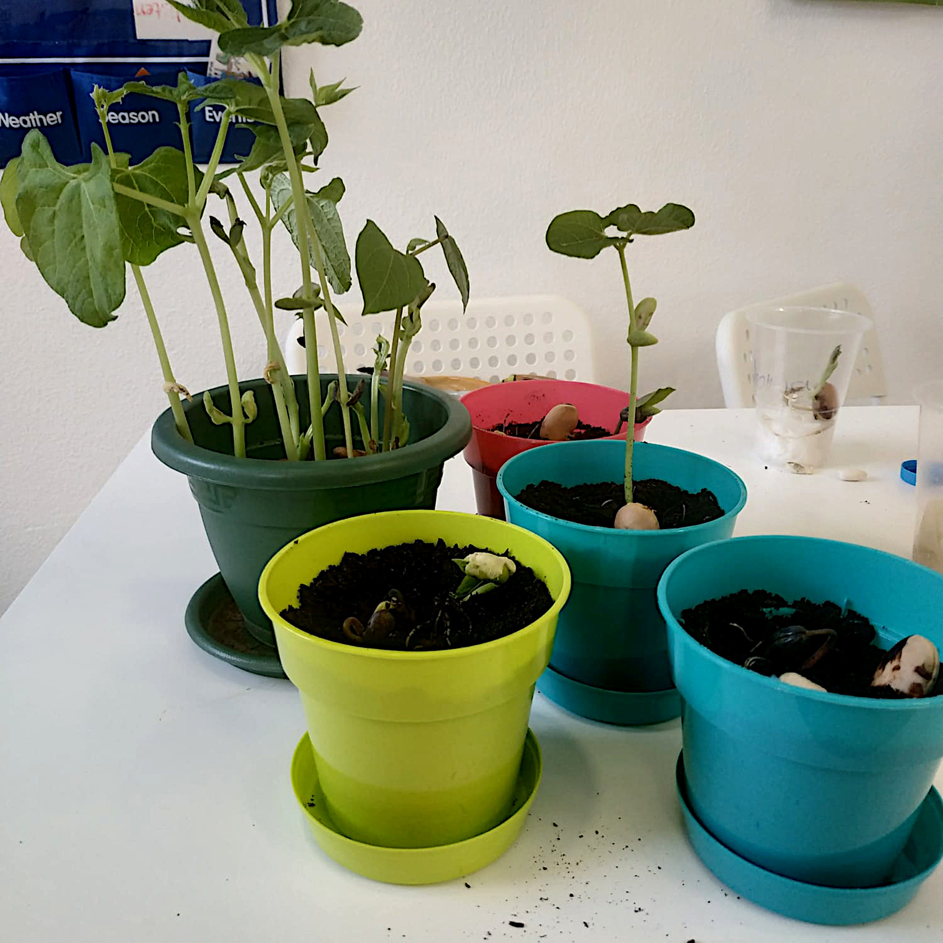 Plant & grow