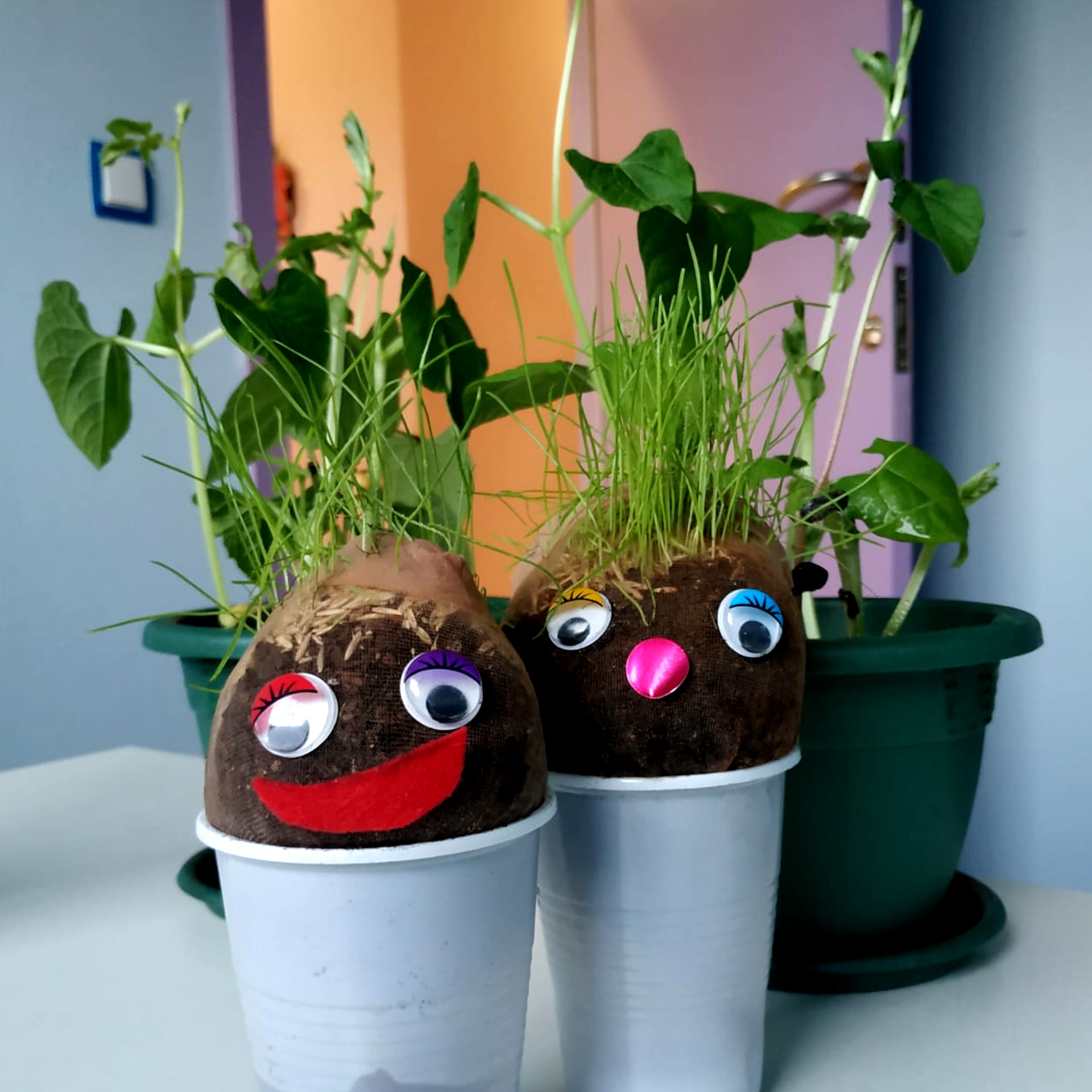 Plant & Grow